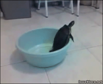 Trapped Turtle