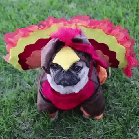 Stages of Thanksgiving 2015 in GIFs